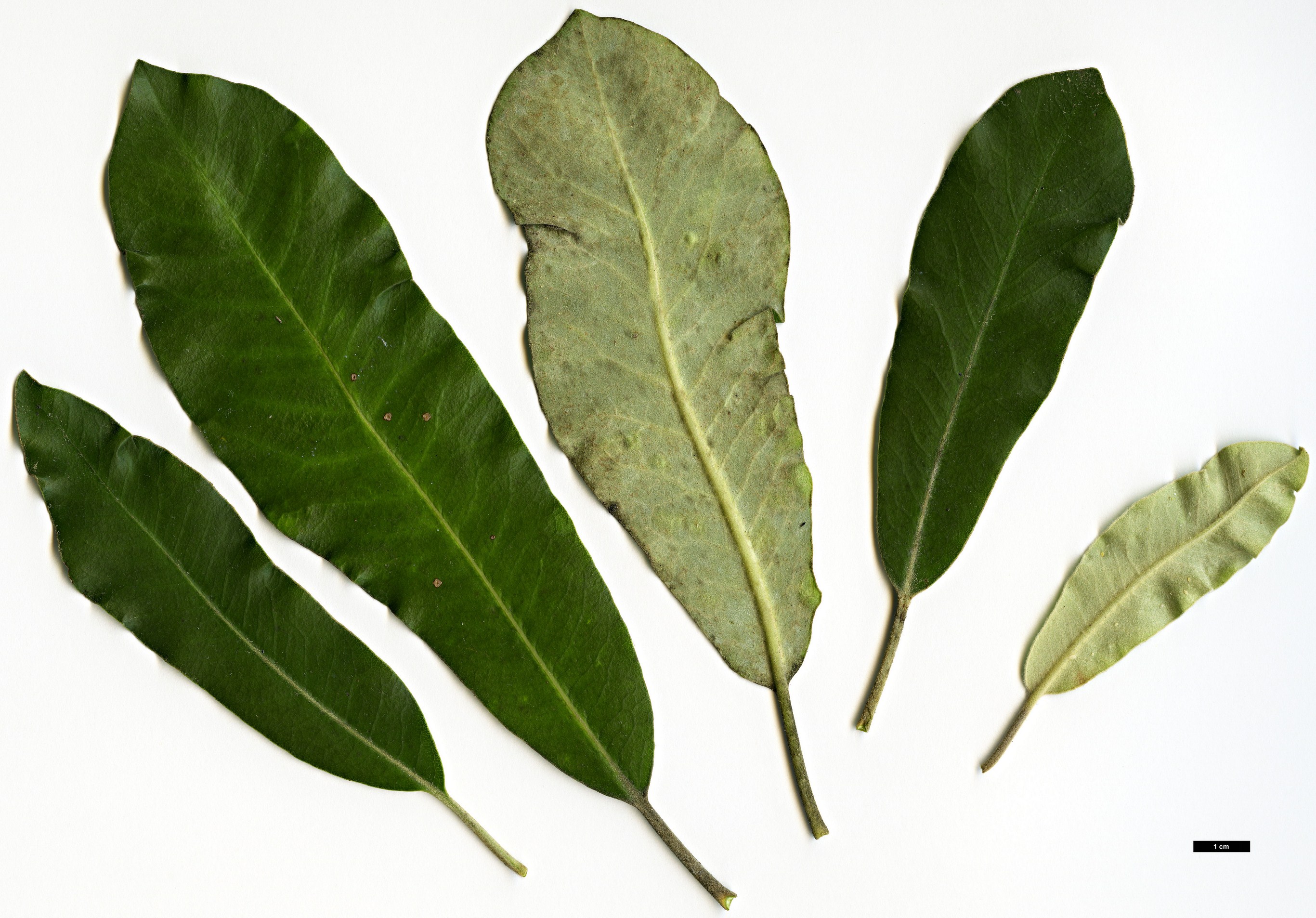 High resolution image: Family: Pittosporaceae - Genus: Pittosporum - Taxon: ralphii